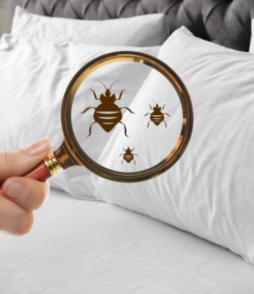 Moths in bedding: how to recognize them and get rid of them