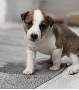 Pet Stain and Odor Removal: Effective Methods