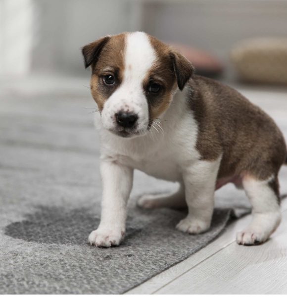 Pet Stain and Odor Removal: Effective Methods