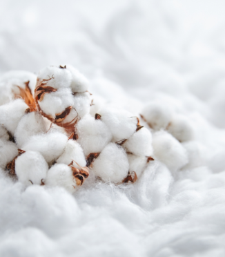 About Cotton: Everything You Need to Know!